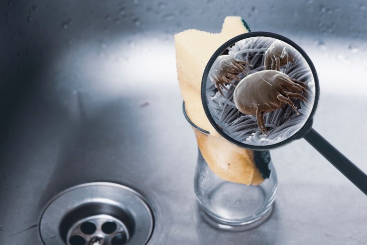 Batteri annidati nelle spugne da cucina